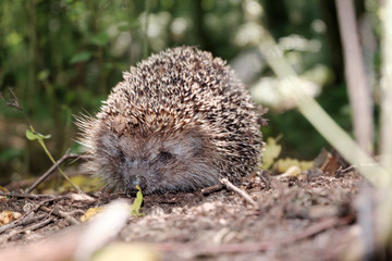 hedgehog in forest