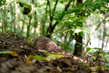 hedgehog in forest © Kiryl Lis