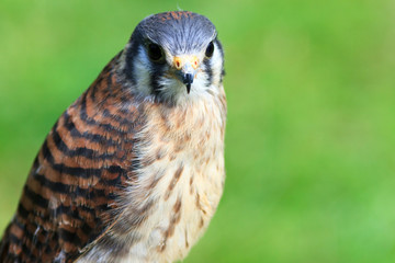 American Kestrel