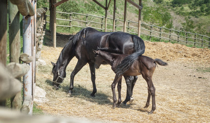 Mare with foal