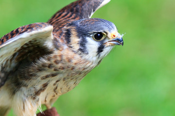 American Kestrel