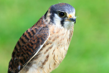 American Kestrel
