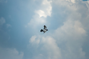 Bird is flying