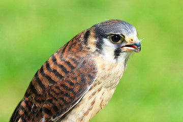 American Kestrel