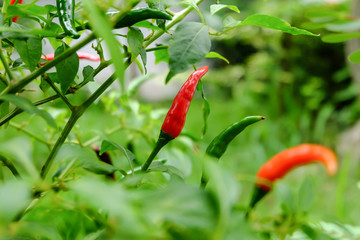 Chili in garden organic, Red, very hot and spicy chilli peppers on an asian market. Healthy and vegetarian eating.