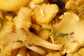 Fresh chanterelle mushrooms beautiful view closeup 