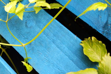 Blaue Holzpalette