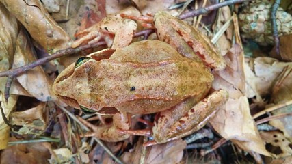  Laubfrosch