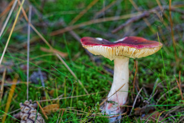 Muchomor w lesie © MOZCO Mat Szymański