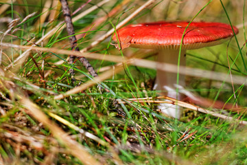 Muchomor w lesie © MOZCO Mat Szymański