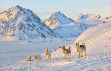 Dog sledging  in cold snowy winter