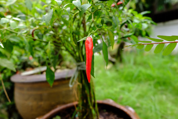 Chili in garden organic, Red, very hot and spicy chilli peppers on an asian market. Healthy and vegetarian eating.