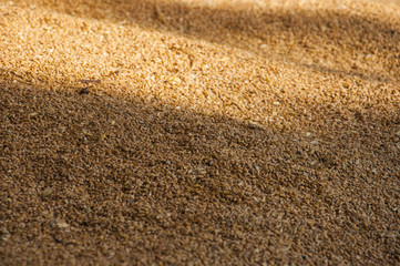 harvested wheat sold at grain purchase point in Poland