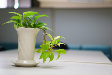 Golden pothos in a vase on the table in the conference room. copy space for text