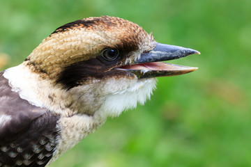 Common Kingfisher
