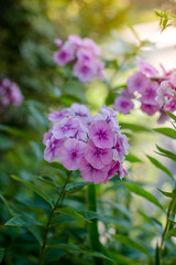 Pink geranium or pelargonium on garden.