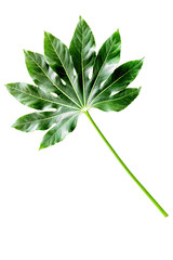 Big leaf of tropical plant on white background top view copyspace