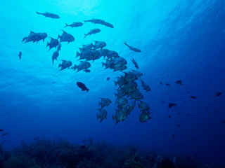 Looking up at a school of spade fish in brilliant blue water