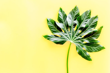 Fototapeta na wymiar Big leaf of tropical plant on yellow background top view copyspace