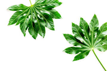 big jungle leaves on white background top view copyspace