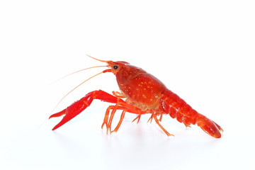 freshwater lobster   