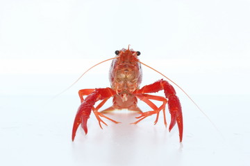 crayfish