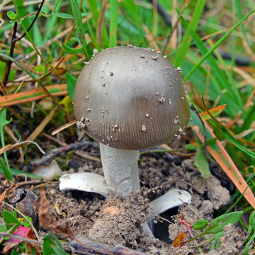 amanita mairei mushroom