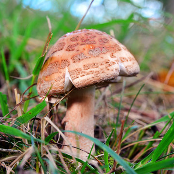 amanita rubescens mushroom