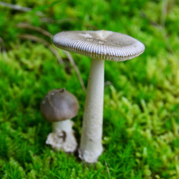 amanita vaginata mushroom