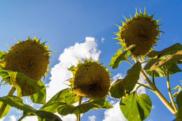 Ripe sunflower against the sky. Bottom view