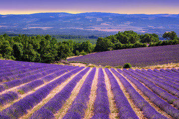 Blooming lavender fields in Provence, France