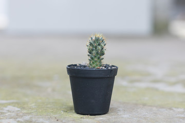 Cactus in plastic pot on cement background