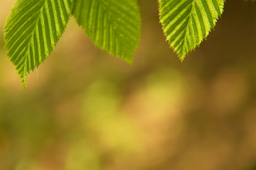 blurred background with leaves upwards