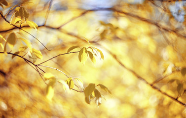 Branches with yellow leaves