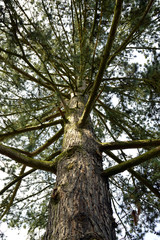 Pine black, View from below