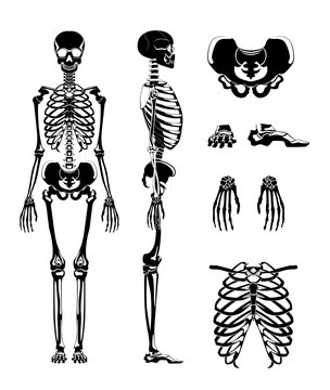 Vector silhouette of human skeleton. Anatomy pictures. Different bones