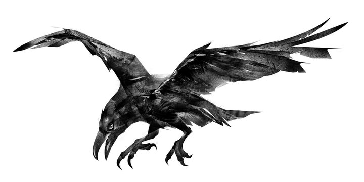 drawn isolated flying bird Raven