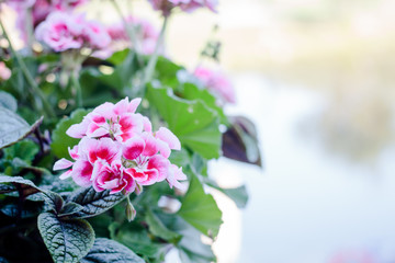 Flowers of pink geranium or pelargonium
