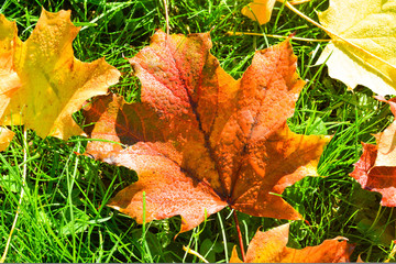 Yellow and red maple leaves with dew drops