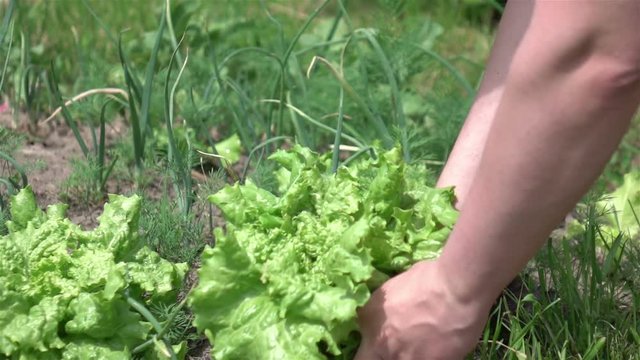 High quality video of picking lettuce in real 1080p slow motion 250fps