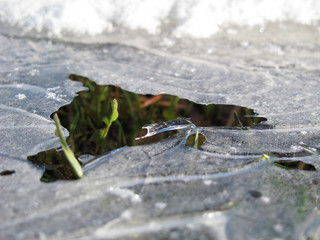 Frozen Grass
