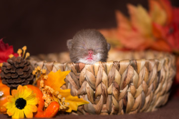 Neugeborenes Katzenbaby in einem Körbchen - Herbst 