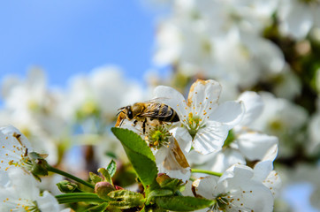 Honeybee collecting nectar from flowers of the cherry tree