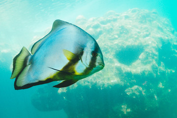 Poisson La R&eacute;union