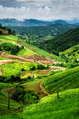 Fototapeta premium rice fields on terraced , rice plantations , Chiangmai province , North of thailand