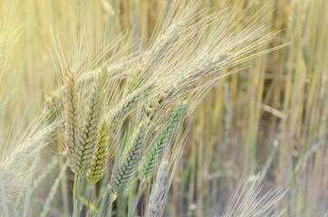 Spikes of rye on the field