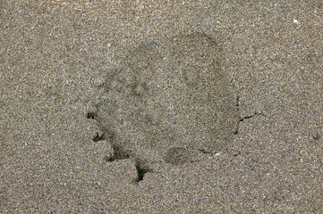 Single large bear print in wet sand