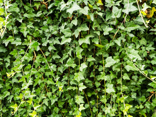 Ivy over wall