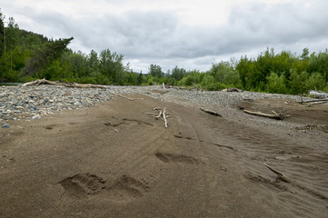 Bear footprints in sand on Alaskan river bed