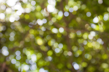 Fototapeta premium Bokeh with green background